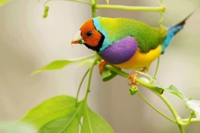 animal themes, one animal, animals in the wild, wildlife, leaf, bird, close-up, perching, nature, focus on foreground, plant, beauty in nature, green color, parrot, multi colored, flower, insect, growth, no people, selective focus