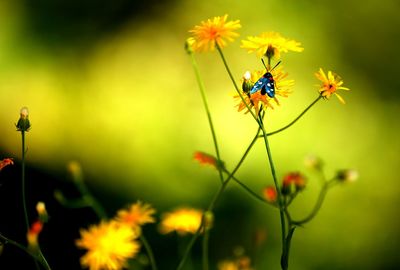 Close-up of bee on yellow flower