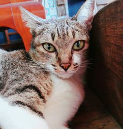 Close-up portrait of cat sitting