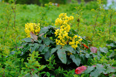 Close-up of yellow flowering plants on field