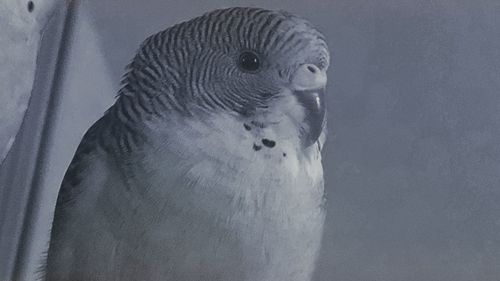 Close-up of a bird