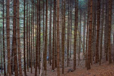 Pine trees in forest