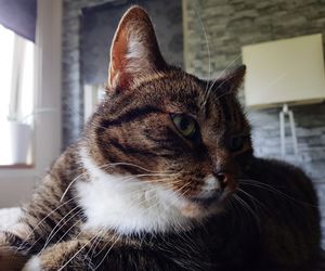 Close-up of a cat looking away at home