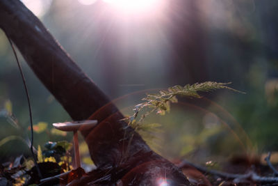 Close-up of mushroom growing during sunny day