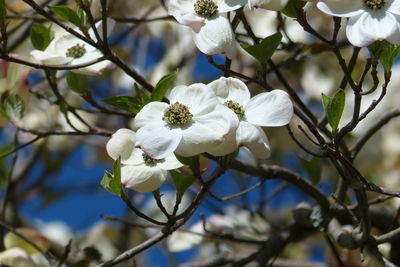 Low angle view of white flowering tree