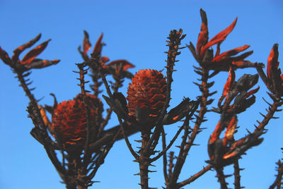 Low angle view of pine cone