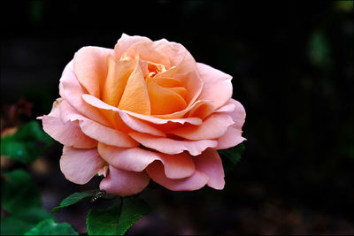 Close-up of pink rose