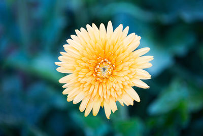 High angle close-up of yellow flower