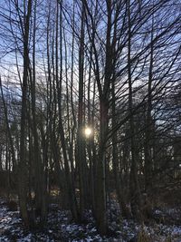 Bare trees in forest