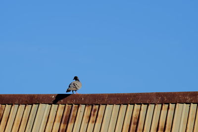 Low angle view of bird perching on roof against clear sky