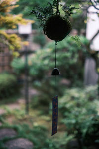 Close-up of lighting equipment hanging on tree