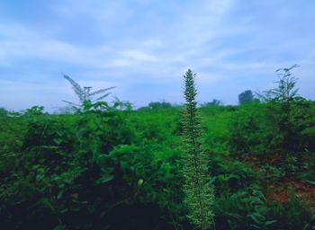 Plants growing on land against sky