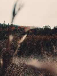 Scenic view of field against clear sky