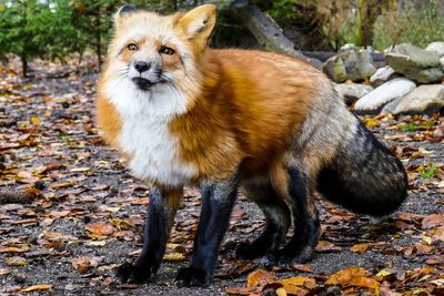 Red fox standing on ground during autumn