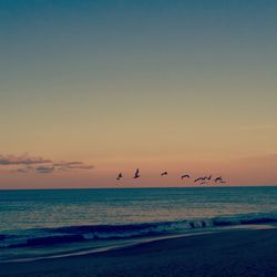 Flock of birds flying over sea