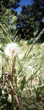 Close-up of plants