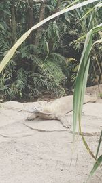 Close-up of lizard on sand