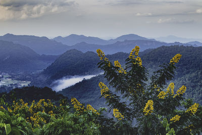 Plants and mountains against sky