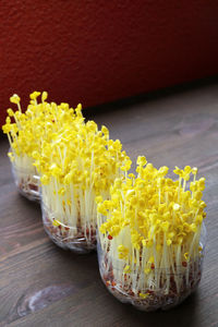 Pale color daikon sprouts after the blackout period continue growing in natural light