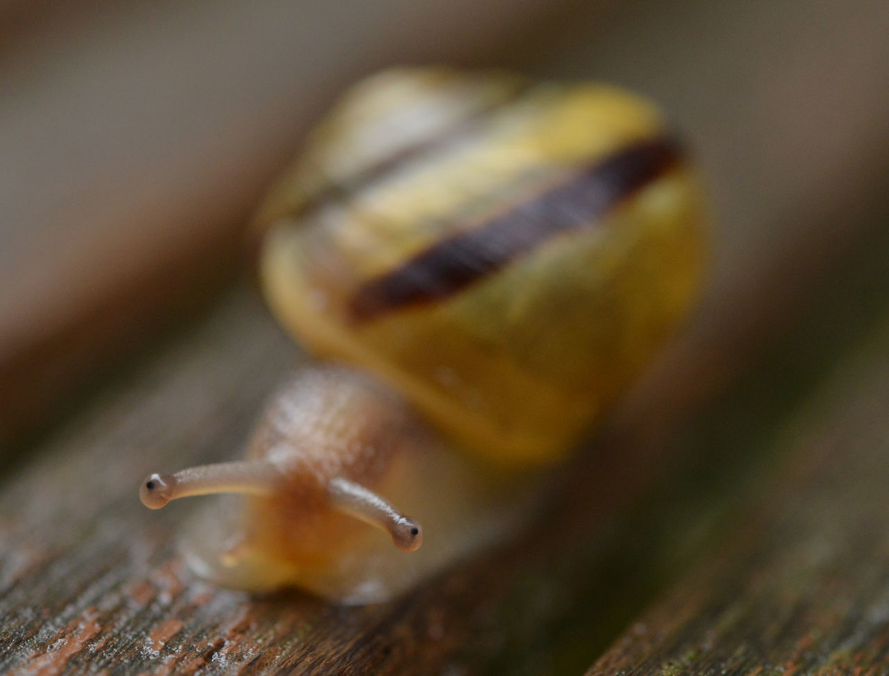 snail, snails and slugs, animal themes, animal wildlife, gastropod, mollusk, animal, close-up, one animal, macro photography, wildlife, selective focus, no people, yellow, wood, animal body part, crawling, boredom, shell, macro, insect, animal antenna, nature, animal shell, slimy, outdoors