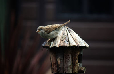 Close-up of bird on wooden post