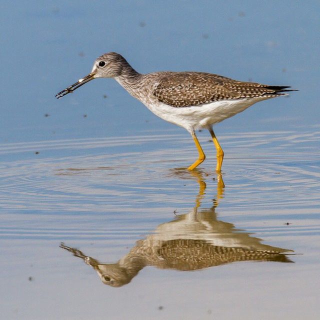 animal themes, animals in the wild, bird, wildlife, water, one animal, seagull, nature, side view, full length, sea, lake, spread wings, day, outdoors, zoology, beauty in nature, no people, duck, waterfront