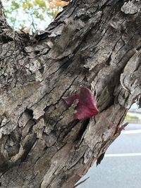 Low angle view of flower tree