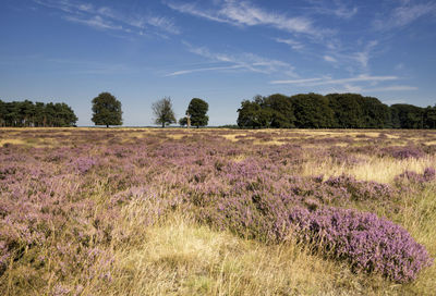 Scenic view of grassy field against sky