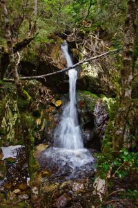 Scenic view of waterfall in forest