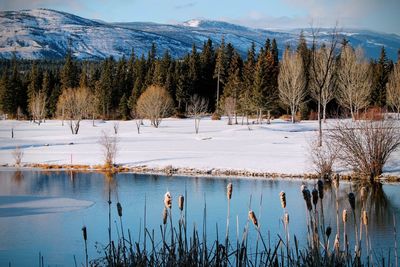 Scenic view of lake by trees during winter