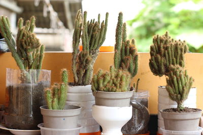 Close-up of potted plants