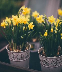 Close-up of potted plant