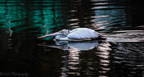 Swan on lake