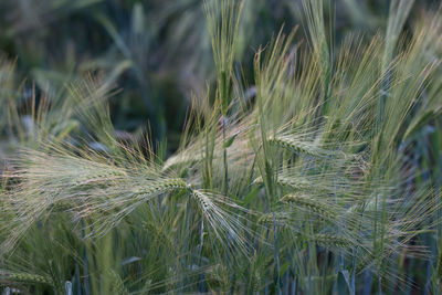 High angle view of barley growing on field