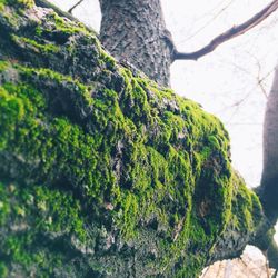 Moss growing on tree trunk