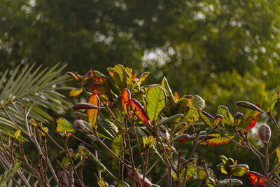 Close-up of red flowering plant