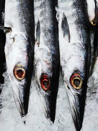 High angle view of fish on ice
