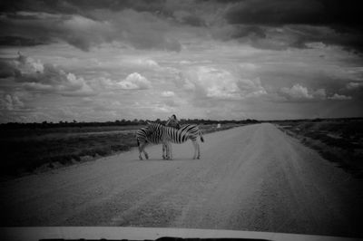 Rear view of horses on road against sky