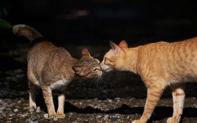 Full length of two cat