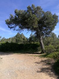 Trees on landscape against sky