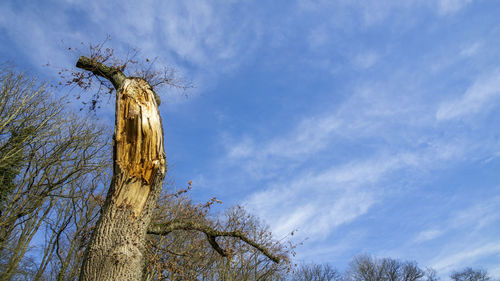 Low angle view of tree against sky