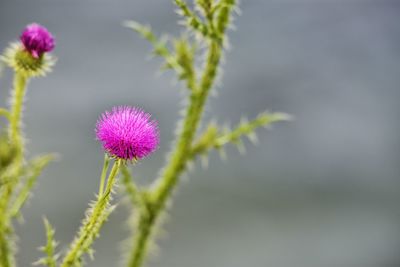 Close-up of pink flowers