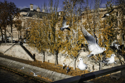 Seagulls flying in a town