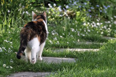Rear view of cat standing on grassy field