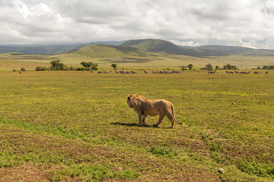 Horses in a field