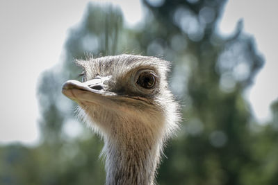 Close-up of bird against blurred background