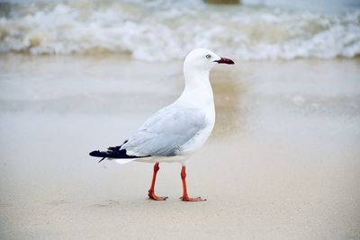 Seagull perching on a beach