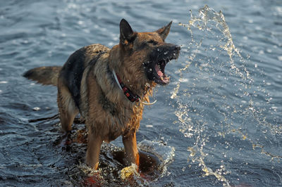 Full length of a dog running in water