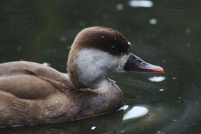 Close-up of duck swimming on lake