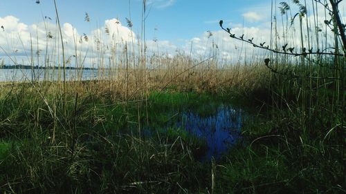 Grass by lake against sky